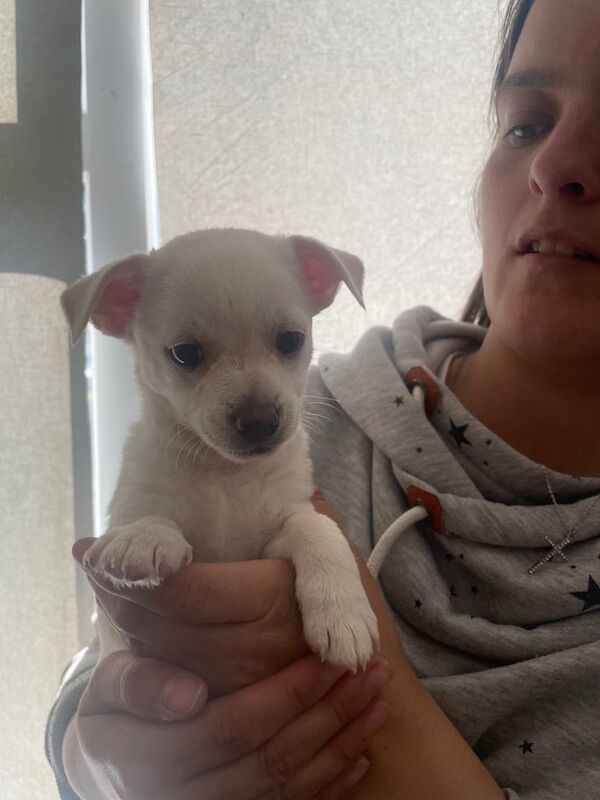 Jackahuahua for sale in Gateshead, Tyne and Wear - Image 2