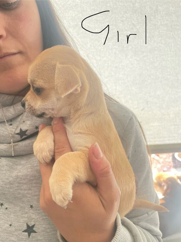 Jackahuahua for sale in Gateshead, Tyne and Wear - Image 3
