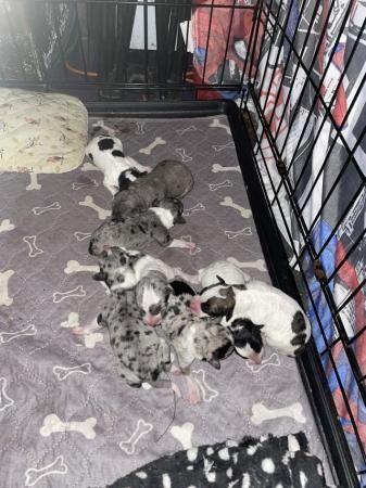 Jackapoo jack Russell x poodle puppies for sale in Hambrook, West Sussex - Image 1