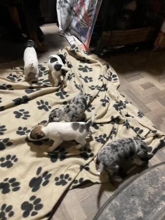 Jackapoo jack Russell x poodle puppies for sale in Hambrook, West Sussex - Image 2