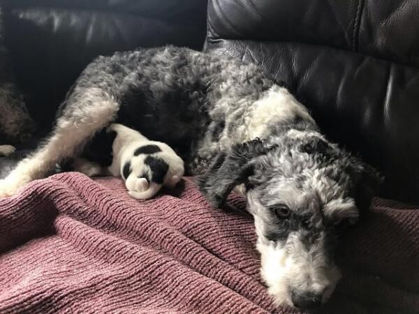 Jackapoo jack Russell x poodle puppies for sale in Hambrook, West Sussex - Image 4