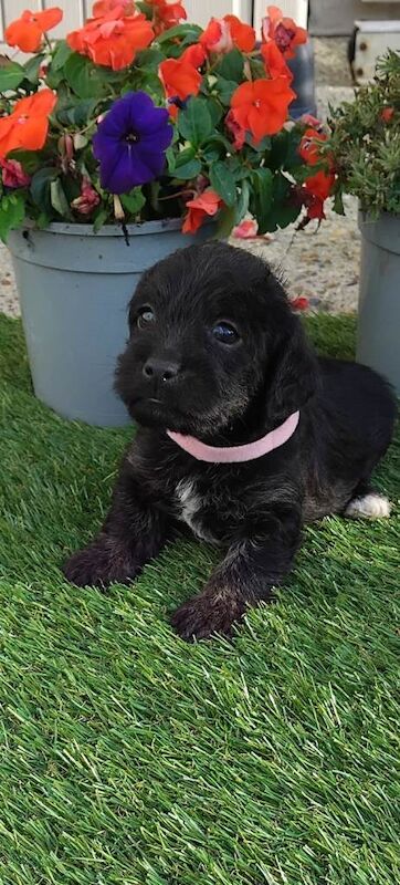 Jackapoo puppies - Image 4 of 5
