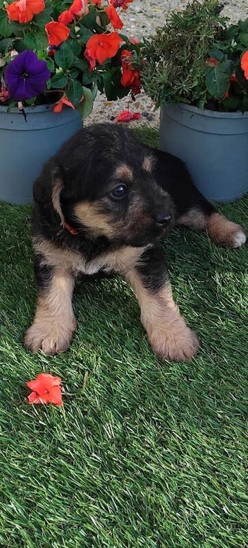 Jackapoo puppies - Image 5 of 5