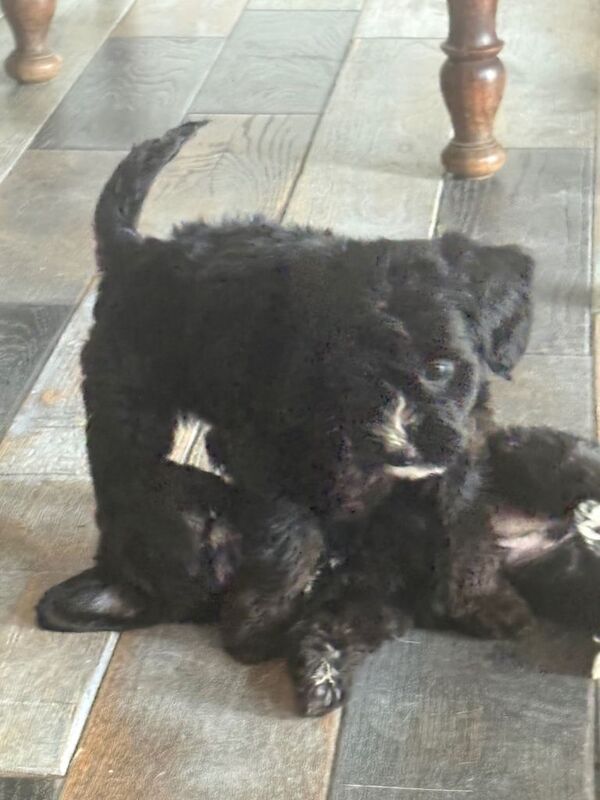 Jackapoo puppies