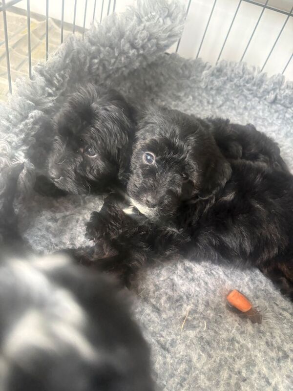 Jackapoo puppies - Image 3 of 5