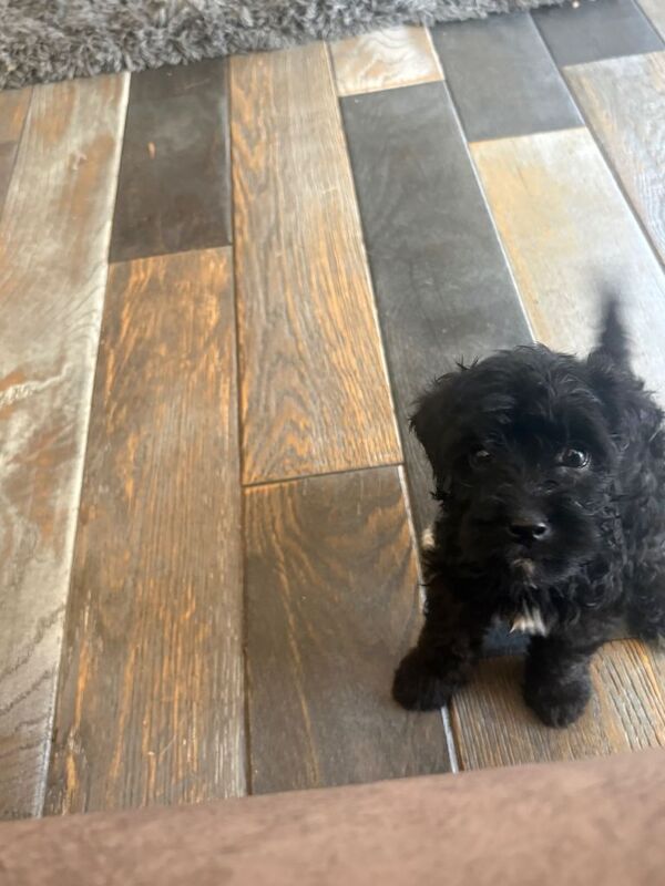 Jackapoo puppies - Image 4 of 5