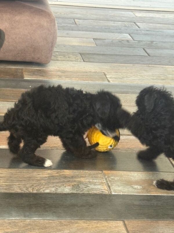 Jackapoo puppies - Image 5 of 5