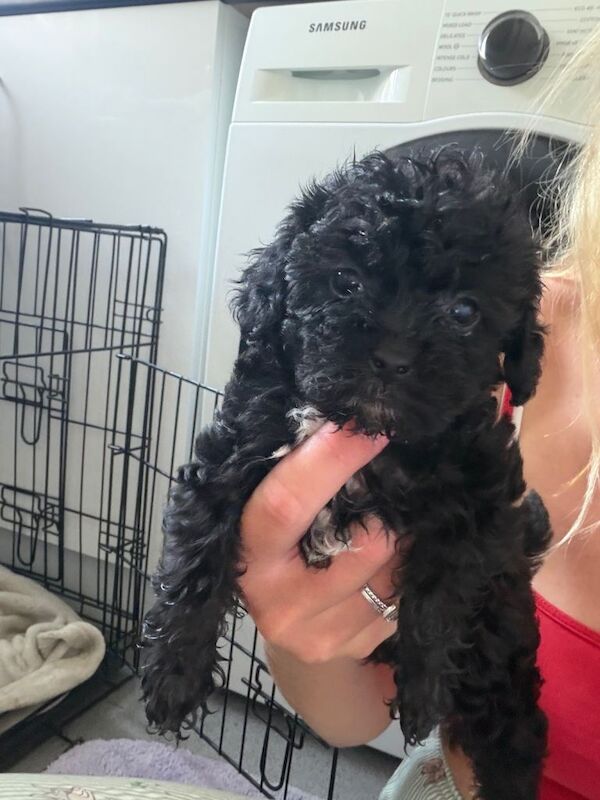 Jackapoo puppies