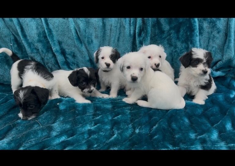 Jackapoo puppies