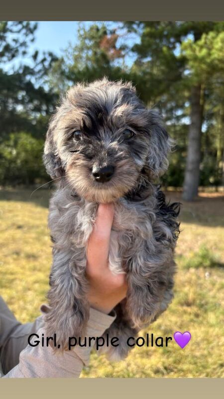 Jackapoo Puppies