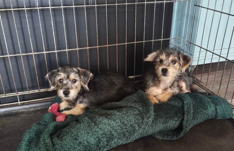 Jackapoo Puppies only 2 males left.