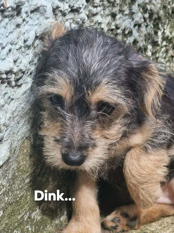 Jackapoo Puppies only 2 males left. - Image 3 of 6
