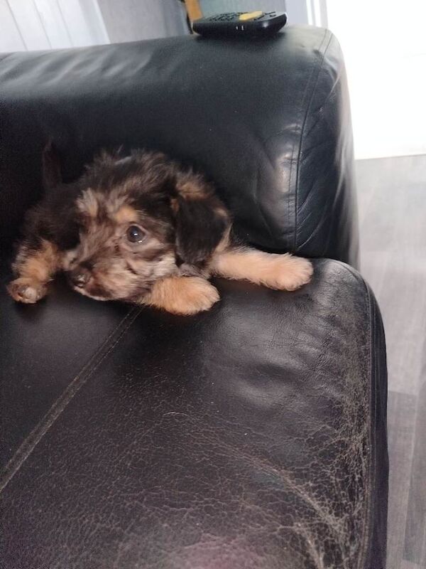 Jackapoo puppy boy 8 weeks rdy now