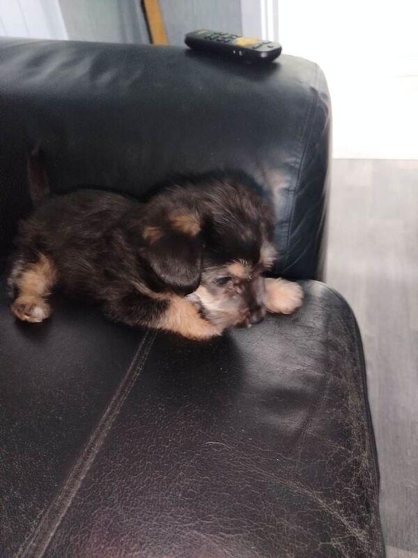 Jackapoo puppy boy 8 weeks rdy now - Image 2 of 3