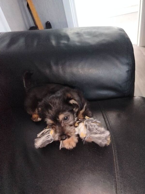 Jackapoo puppy boy 8 weeks rdy now - Image 3 of 3