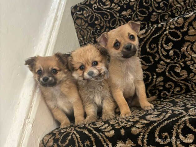 Jack Russell puppies for sale in Normanton, West Yorkshire – 10 months old - Image 1 of 5