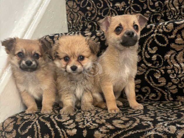 Jack Russell puppies for sale in Normanton, West Yorkshire – 10 months old - Image 2 of 5