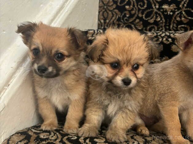 Jack Russell puppies for sale in Normanton, West Yorkshire – 10 months old - Image 3 of 5