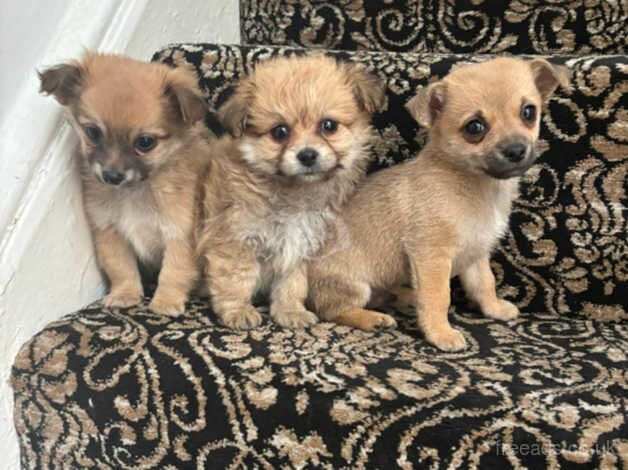Jack Russell puppies for sale in Normanton, West Yorkshire – 10 months old - Image 4 of 5