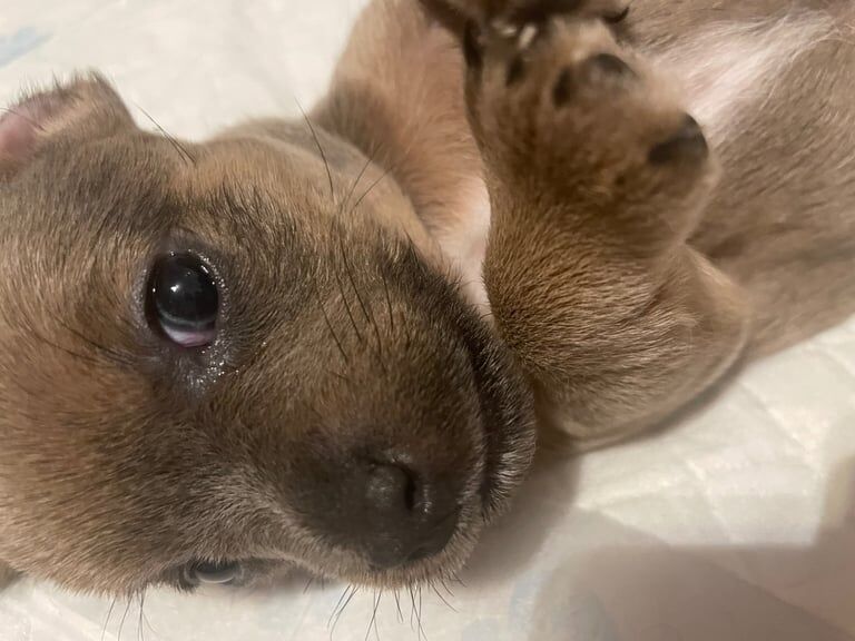 Jack Russell puppies for sale in Cramlington, Northumberland – 4 weeks old