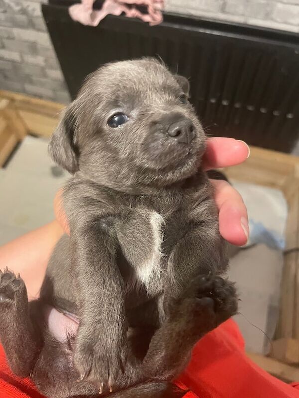 Jack Russell puppies for sale in Cramlington, Northumberland – 4 weeks old - Image 2 of 3