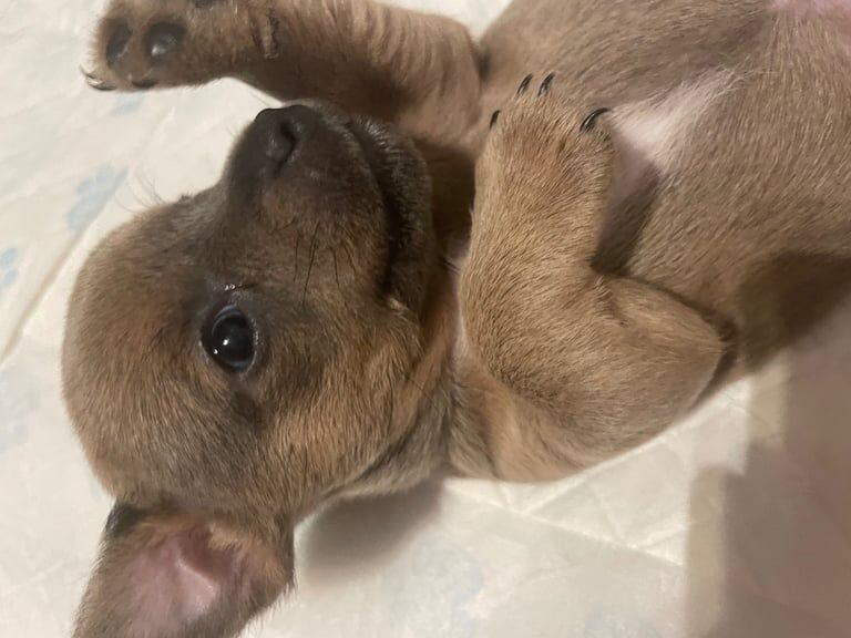 Jack Russell puppies for sale in Cramlington, Northumberland – 4 weeks old - Image 3 of 3