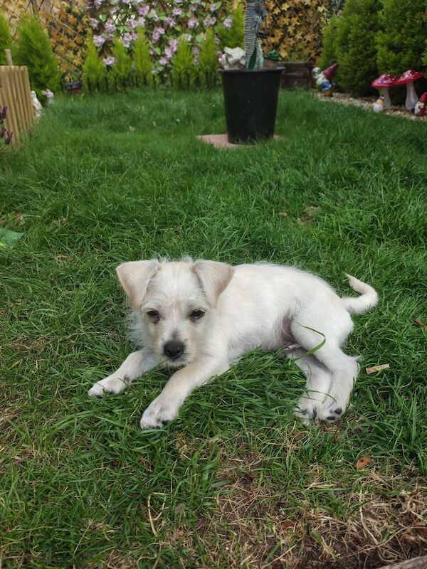 Jack Russell puppies for sale in Norwich, Norfolk – 5 months old