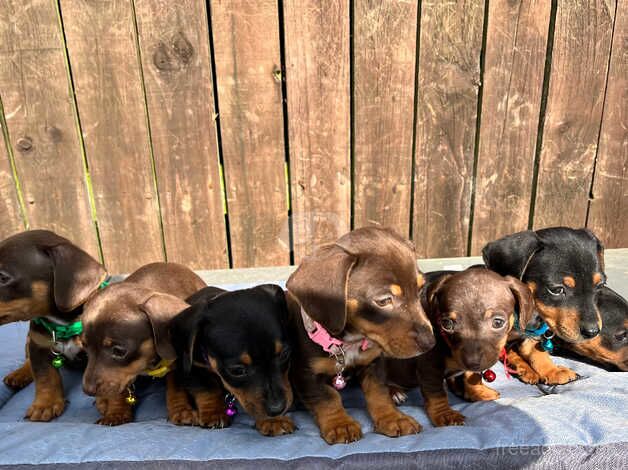 Jackhound Puppies for sale in Doncaster, South Yorkshire - Image 3