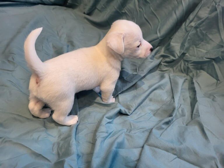 Jack Russell Terrier puppies for sale in South Shields, Tyne and Wear – 6 weeks old
