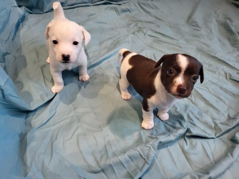 Jack Russell Terrier puppies for sale in South Shields, Tyne and Wear – 6 weeks old - Image 2 of 3