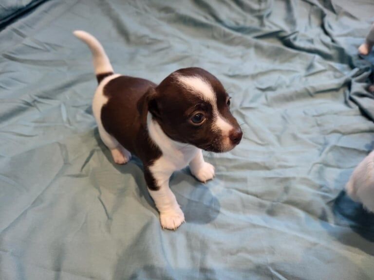 Jack Russell Terrier puppies for sale in South Shields, Tyne and Wear – 6 weeks old - Image 3 of 3