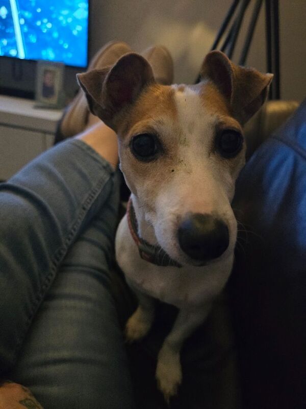 Jack Russell Terrier puppies for sale in Tyne and Wear – 2 years old - Image 2 of 4