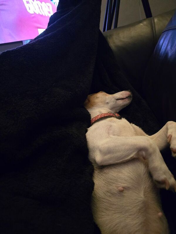 Jack Russell Terrier puppies for sale in Tyne and Wear – 2 years old - Image 3 of 4
