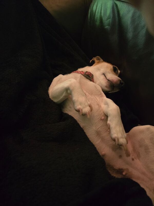 Jack Russell Terrier puppies for sale in Tyne and Wear – 2 years old - Image 4 of 4