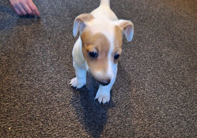 Jack Russell Terrier puppies for sale in Aberdeen, Aberdeen City – 1 year old - Image 1 of 1
