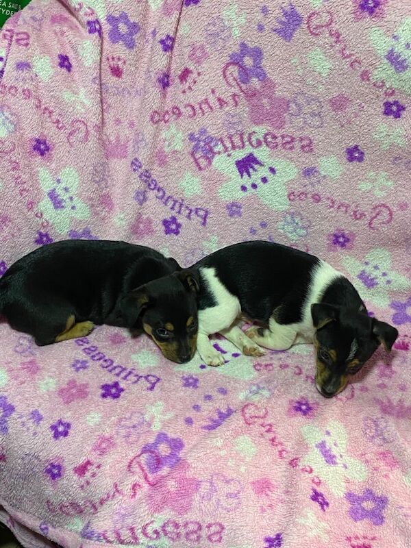 Jack Russell Terrier puppies for sale in Sheffield, South Yorkshire – 7 weeks old
