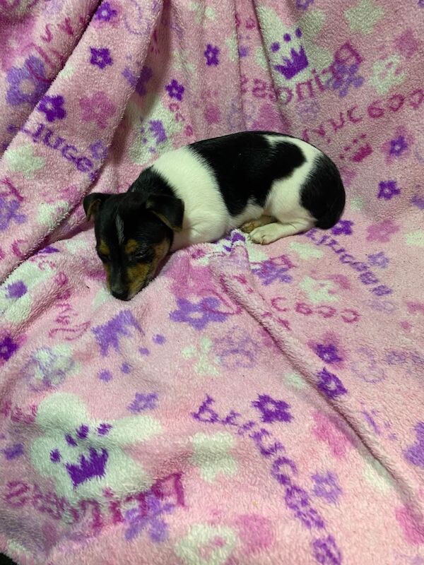 Jack Russell Terrier puppies for sale in Sheffield, South Yorkshire – 7 weeks old - Image 2 of 4