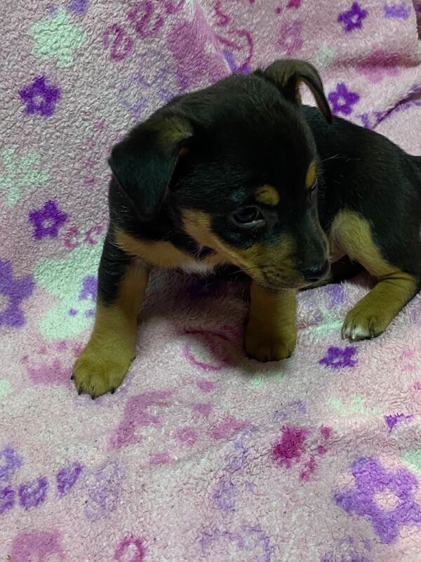 Jack Russell Terrier puppies for sale in Sheffield, South Yorkshire – 7 weeks old - Image 3 of 4