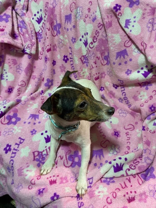 Jack Russell Terrier puppies for sale in Sheffield, South Yorkshire – 7 weeks old - Image 4 of 4