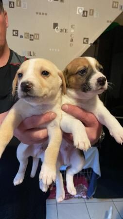 Jackrussel puppies ready to leave for sale in Preston, East Lothian - Image 5