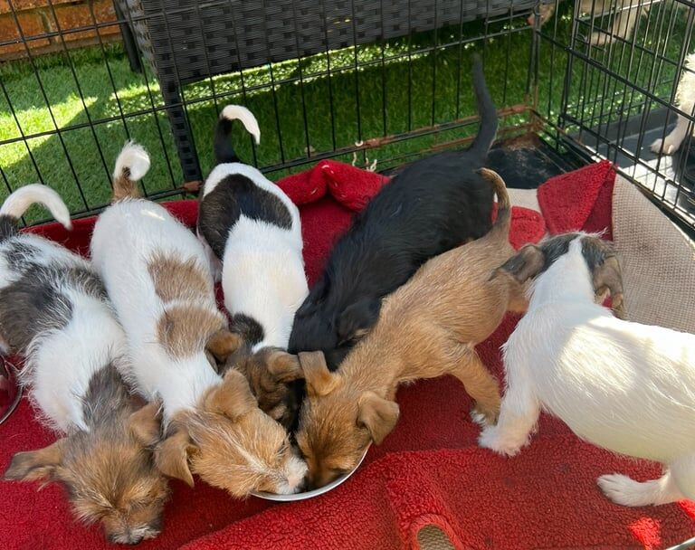 Jack Russell puppies for sale in Wigan, Greater Manchester – 9 weeks old