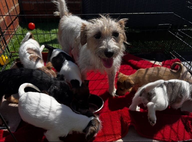 Jack Russell puppies for sale in Wigan, Greater Manchester – 9 weeks old - Image 2 of 2