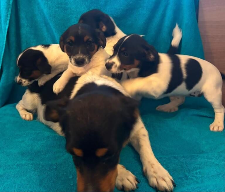 Jackrussell