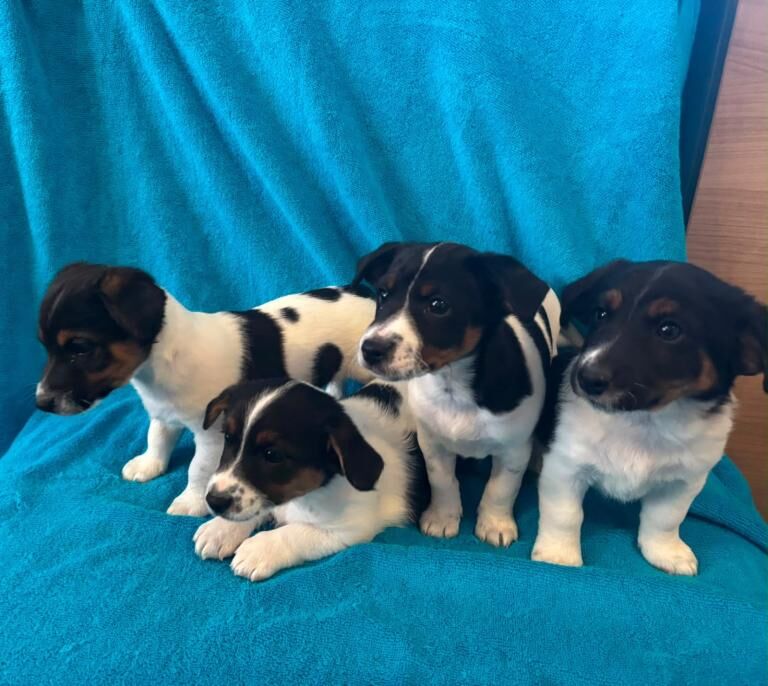 Jackrussell - Image 2 of 3