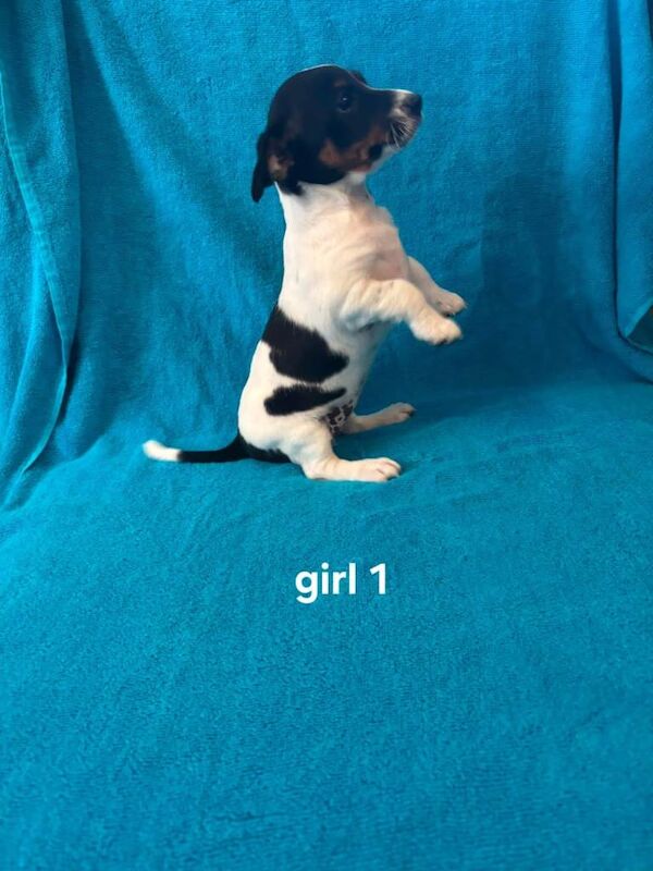 Jackrussell - Image 3 of 3