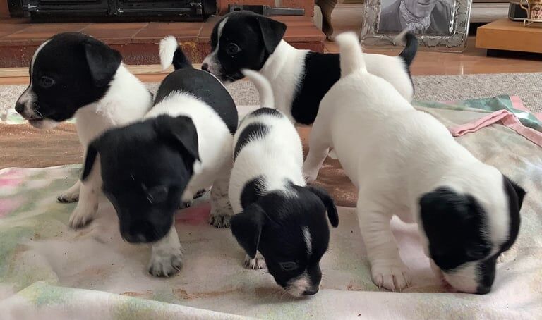 Jack Russell Terrier puppies for sale in Ipswich, Suffolk – 10 months old - Image 1 of 3