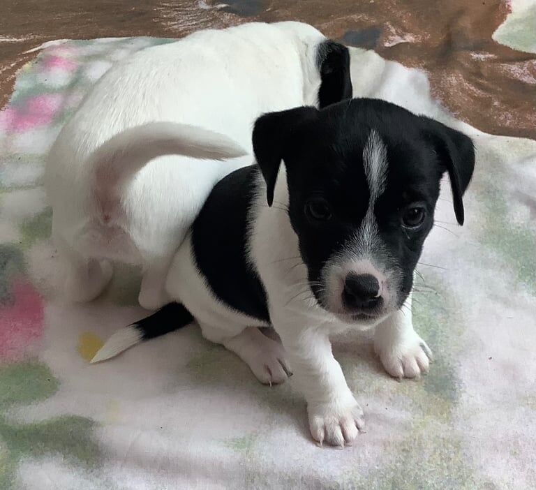 Jack Russell Terrier puppies for sale in Ipswich, Suffolk – 10 months old - Image 2 of 3