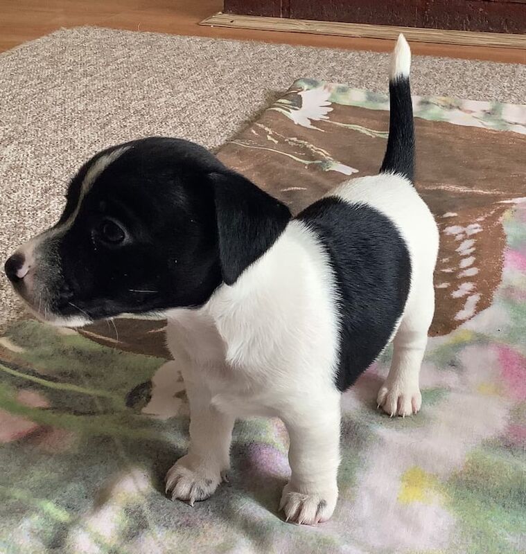Jack Russell Terrier puppies for sale in Ipswich, Suffolk – 10 months old - Image 3 of 3