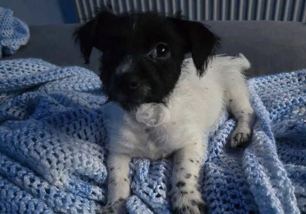 Jack Russell puppies for sale in Tamworth, Staffordshire – 9 months old - Image 1 of 2