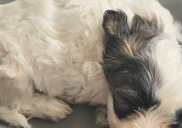 Jack Russell puppies for sale in Tamworth, Staffordshire – 9 months old - Image 2 of 2